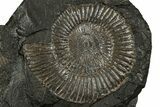 Fossil Ammonite Cluster - Posidonia Shale, Germany #353542-1